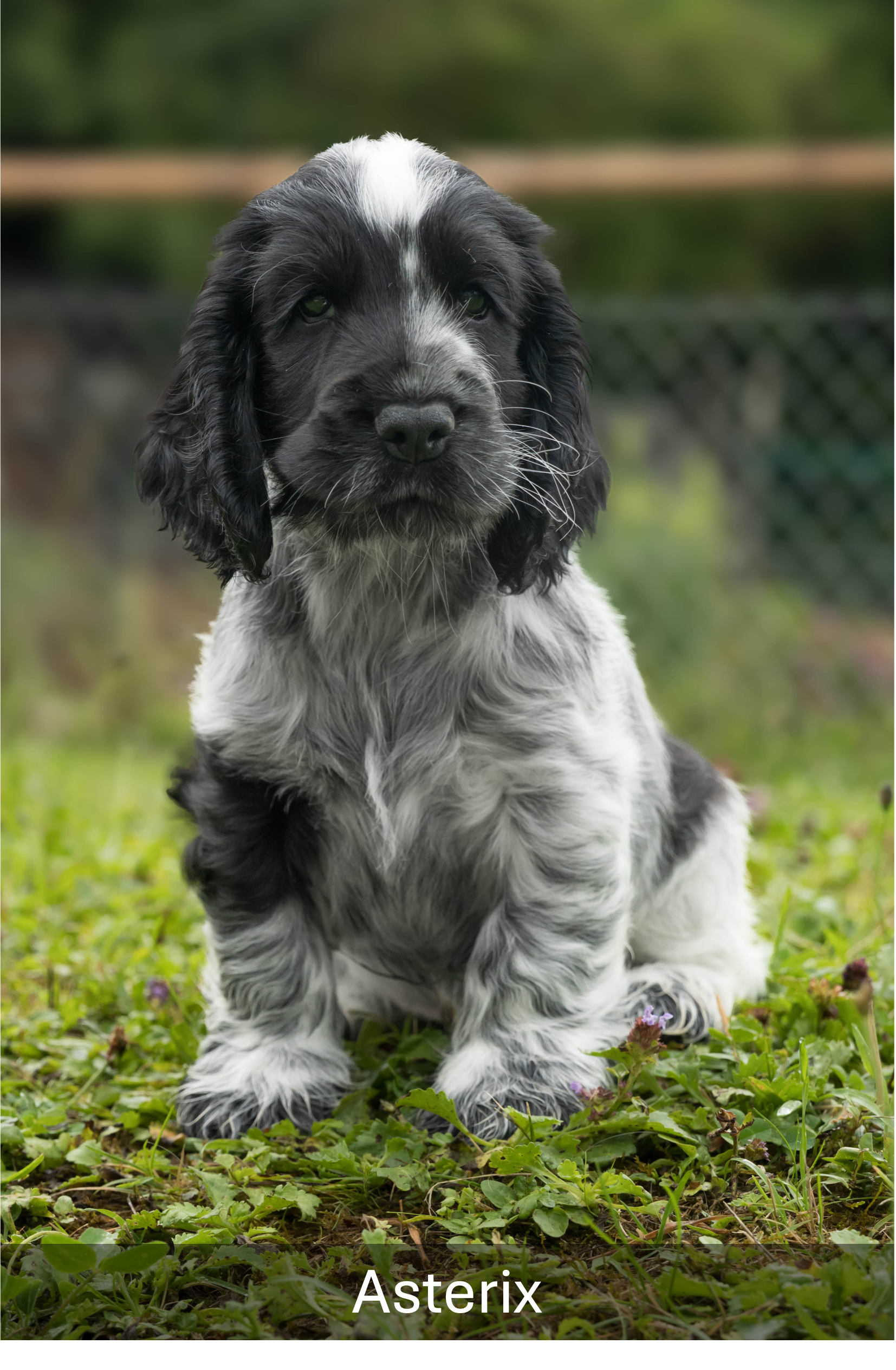 Welpen01