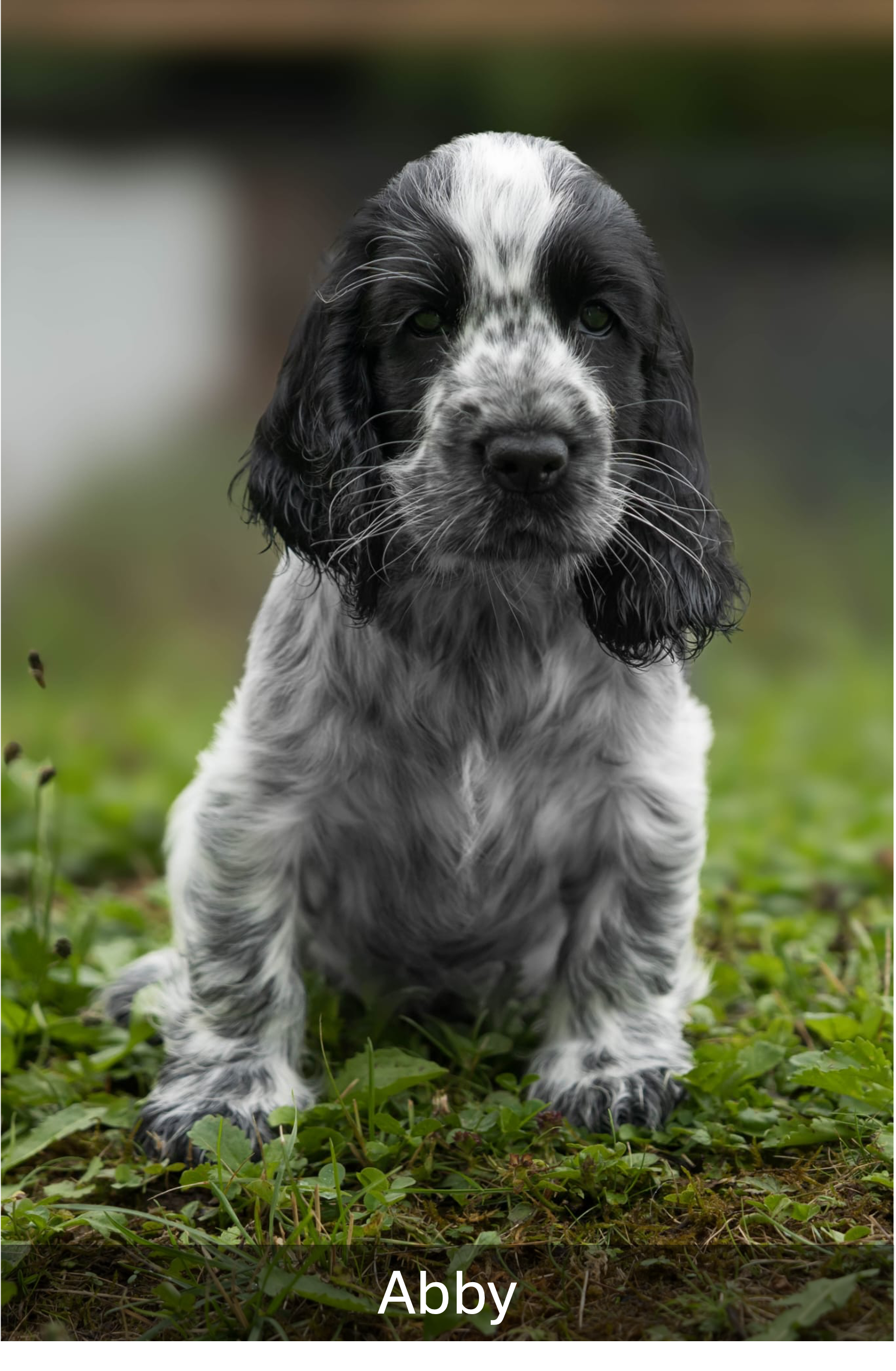 Welpen04